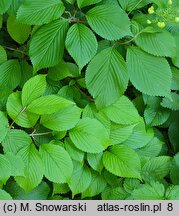 Viburnum plicatum Mariesii