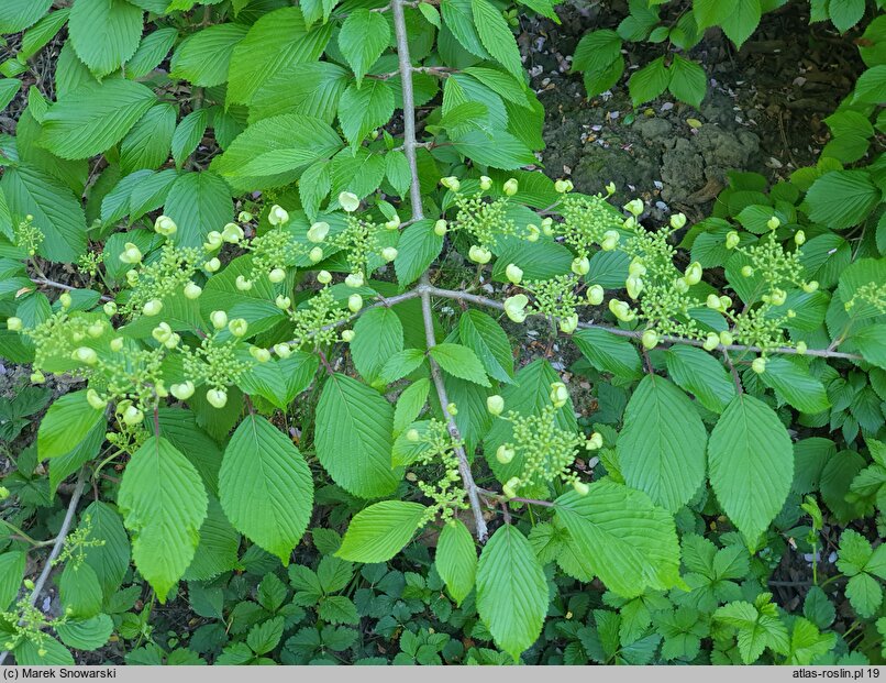 Viburnum plicatum Mariesii