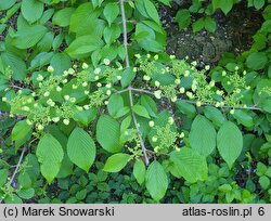 Viburnum plicatum Mariesii