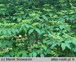 Viburnum plicatum Mariesii