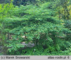 Viburnum plicatum Mariesii