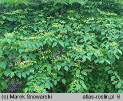 Viburnum plicatum Mariesii