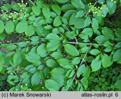 Viburnum plicatum Mariesii