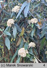 Viburnum rhytidophyllum (kalina sztywnolistna)