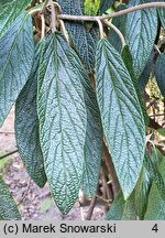 Viburnum rhytidophyllum (kalina sztywnolistna)