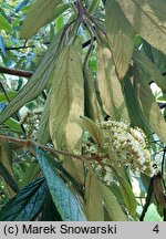 Viburnum rhytidophyllum (kalina sztywnolistna)