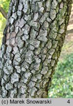 Cornus florida (dereń kwiecisty)