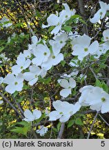 Cornus florida (dereń kwiecisty)