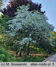 Cornus florida (dereń kwiecisty)