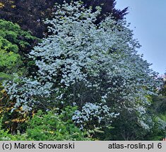 Cornus florida (dereń kwiecisty)