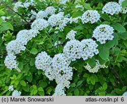 Spiraea media (tawuła średnia)