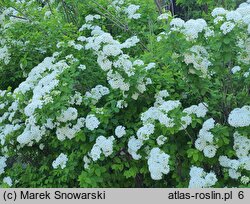 Spiraea media (tawuła średnia)