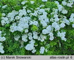 Spiraea media (tawuła średnia)