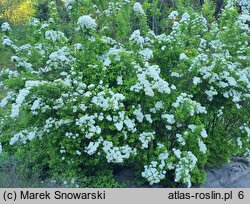 Spiraea media (tawuła średnia)