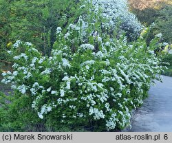 Spiraea media (tawuła średnia)