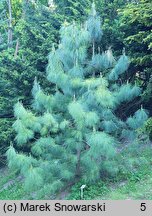 Pinus wallichiana (sosna himalajska)