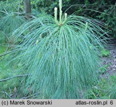 Pinus wallichiana (sosna himalajska)