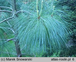 Pinus wallichiana (sosna himalajska)