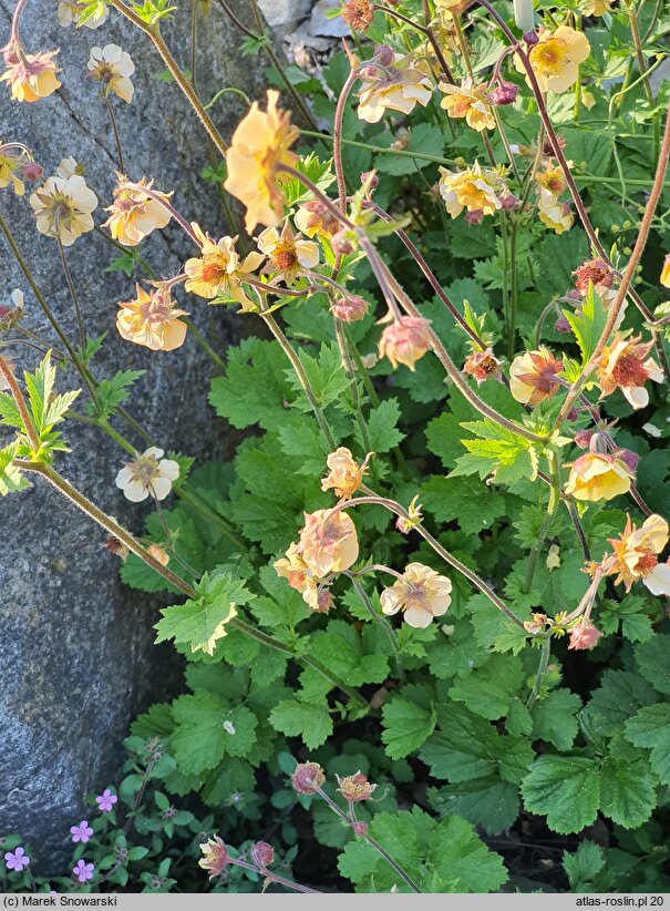 Geum chiloense (kuklik chilijski)