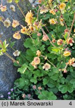 Geum chiloense (kuklik chilijski)