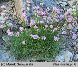 Armeria curvifolia (zawciąg krzywolistny)