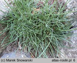 Armeria curvifolia (zawciąg krzywolistny)