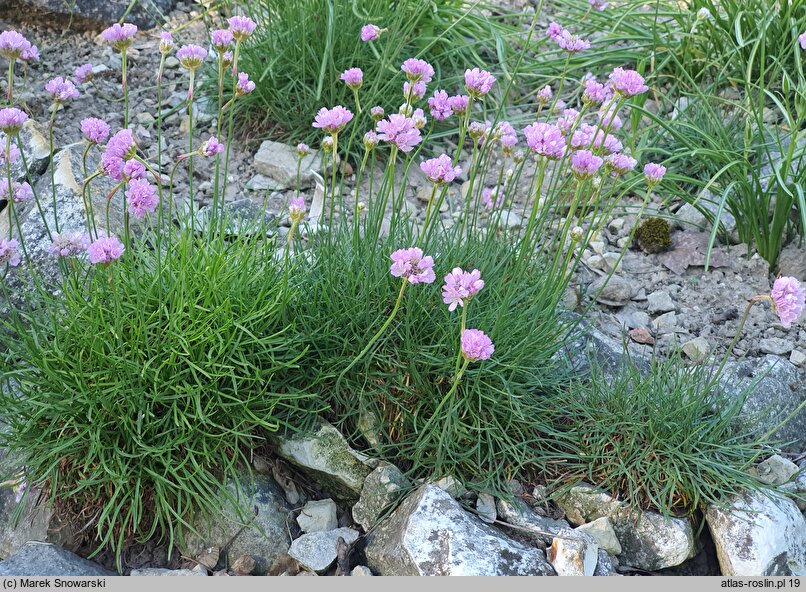 Armeria curvifolia (zawciąg krzywolistny)