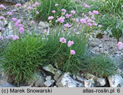 Armeria curvifolia (zawciąg krzywolistny)