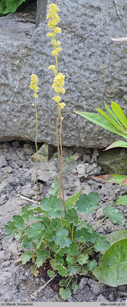 Heuchera parvifolia (żurawka drobnolistna)