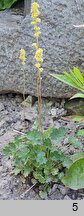 Heuchera parvifolia (żurawka drobnolistna)