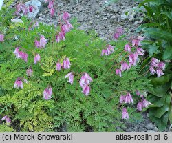 Dicentra formosa (serduszka piękne)