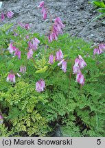 Dicentra formosa (serduszka piękne)