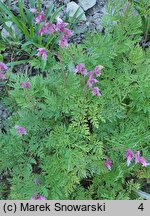 Dicentra formosa (serduszka piękne)