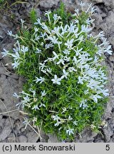 Phlox covillei