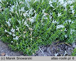 Phlox covillei