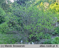 Calycanthus floridus (kielichowiec wonny)