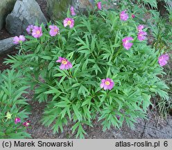 Paeonia veitchii (piwonia Veitcha)