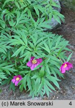 Paeonia veitchii (piwonia Veitcha)