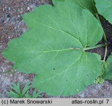 Rheum palmatum (rabarbar dłoniasty)