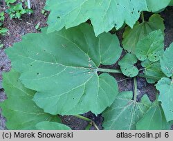 Rheum palmatum (rabarbar dłoniasty)