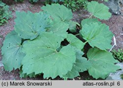 Rheum palmatum (rabarbar dłoniasty)