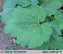 Rheum palmatum (rabarbar dłoniasty)