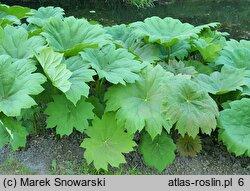 Astilboides tabularis (astilboides tarczowaty)