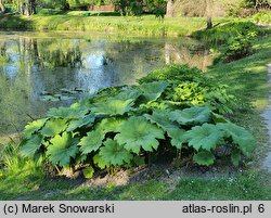 Astilboides tabularis (astilboides tarczowaty)