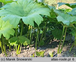 Astilboides tabularis (astilboides tarczowaty)