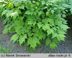 Actaea cordifolia (pluskwica groniasta)