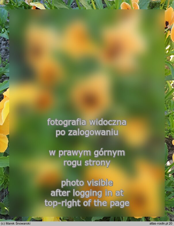 Viola ×wittrockiana Orange mit Auge