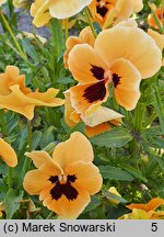 Viola ×wittrockiana Orange mit Auge