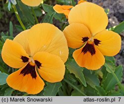 Viola ×wittrockiana Orange mit Auge