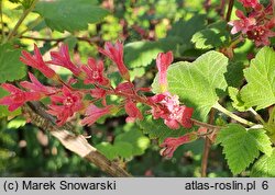 Ribes sanguineum (porzeczka krwista)